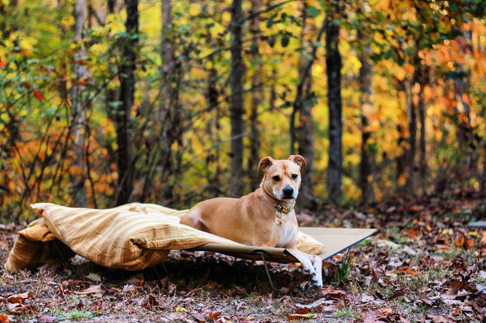 GO KOT コット　ベッド Dog Cot | K9-KOT™ Dog Bed | GO-KOT® – CampingCot.com